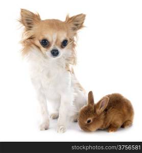 young rabbit fauve de Bourgogne and chihuahua in front of white background
