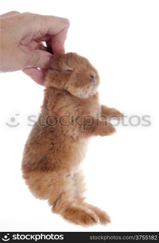 young rabbit fauve de Bourgogne in front of white background