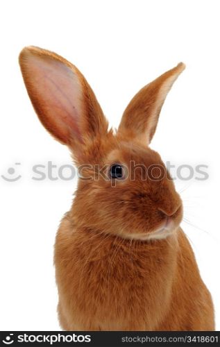 young rabbit fauve de Bourgogne sitting in front of white background