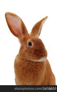 young rabbit fauve de Bourgogne sitting in front of white background