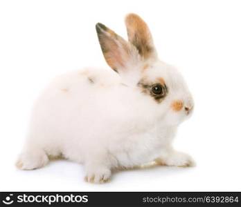 young rabbit in front of white background
