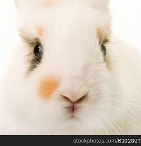 young rabbit in front of white background