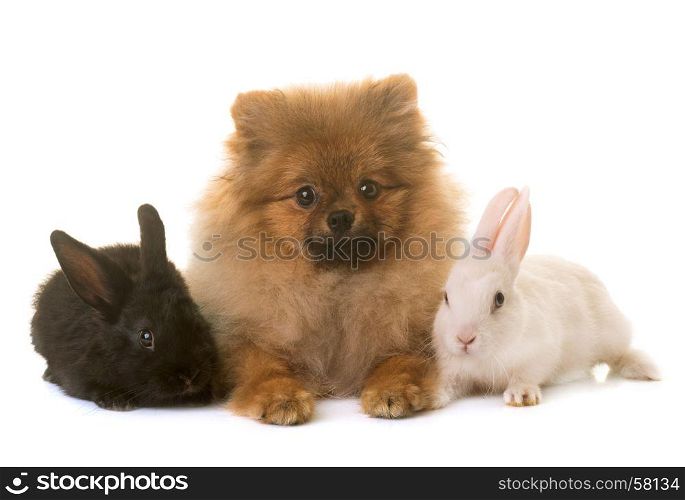 young rabbits and pomeranian in front of white background