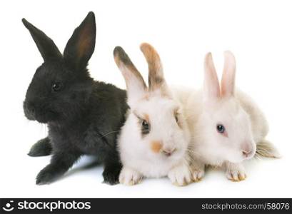 young rabbits in front of white background