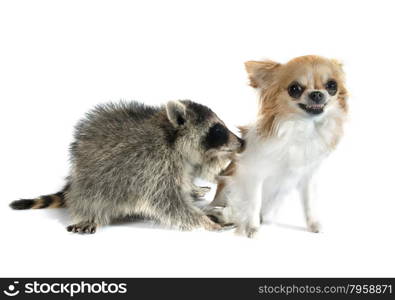 young raccoon and chihuahua in front of white background