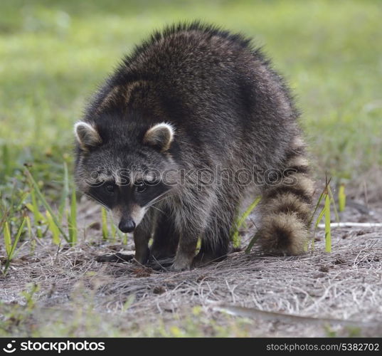 Young Raccoon In Florida Park