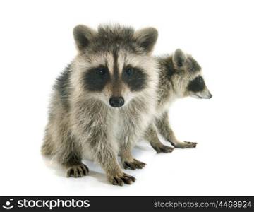 young raccoon in front of white background
