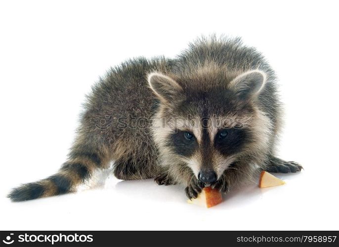 young raccoon in front of white background