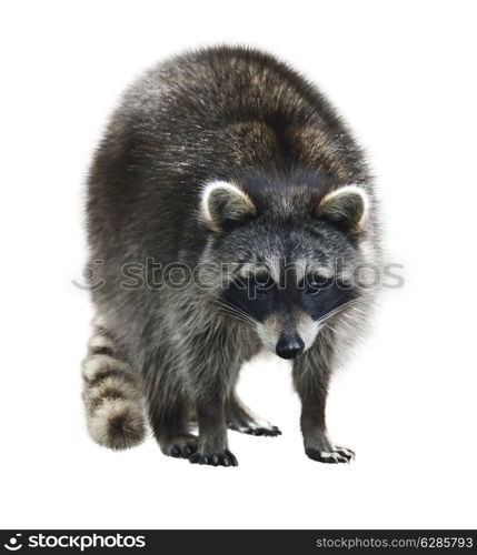 Young Raccoon Isolated On White Background