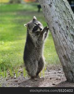 Young Raccoon Near A Tree