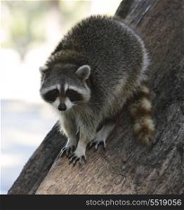 Young Raccoon On The Tree In Florida Park