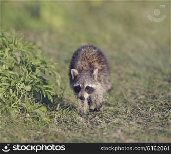 Young Raccoon Walking in Florida Wetlands