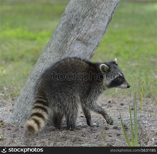 Young Raccoon Walking Near A Tree