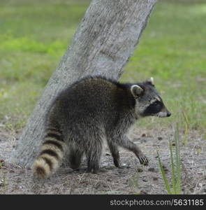 Young Raccoon Walking Near A Tree