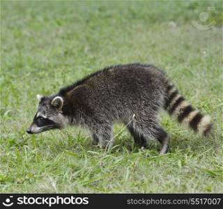 Young Raccoon Walking On The Grass