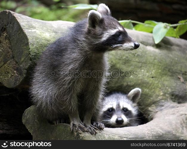 Young raccoons. curious young raccoons on a tree trunk