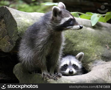 Young raccoons. curious young raccoons on a tree trunk