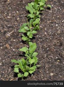 Young radish plant in vegetable garden