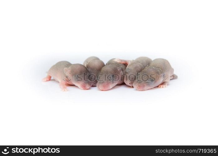 young rat isolated on white