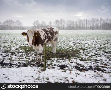 young red and white cow in snow covered meadow near utrecht in the netherlands on overcast winter day
