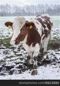 young red and white cow in snow covered meadow near utrecht in the netherlands on overcast winter day