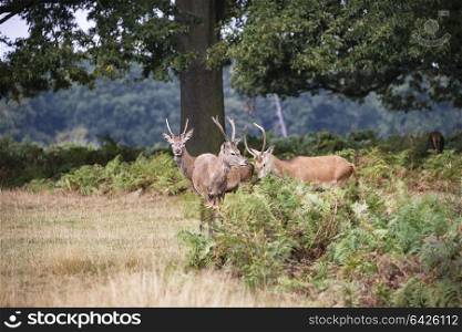 Young red deer stags in forest landscape during rutting season in Autumn Fall