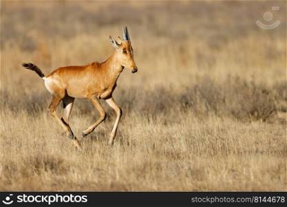 Young red hartebeest  Alcelaphus buselaphus  running in grassland, Mountain Zebra National Park, South Africa 