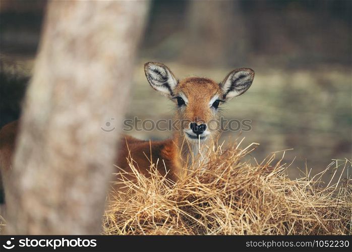 young red lechwe standing behind dry grass