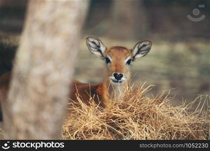 young red lechwe standing behind dry grass
