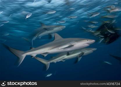 Young reef sharks are attracted to a bait box at dusk, Bahamas, Caribbean