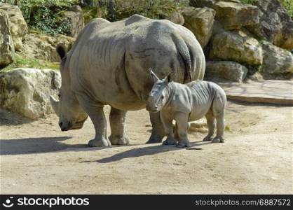 Young rhinoceros and mum . Young rhinoceros and mum on a rock background in a wildlife park in France