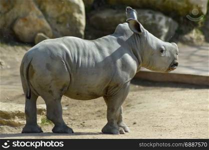 Young rhinoceros on a rock background . Young rhinoceros on a rock background in a wildlife park in France