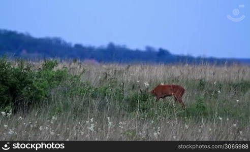 Young roe buck in the evening meadow