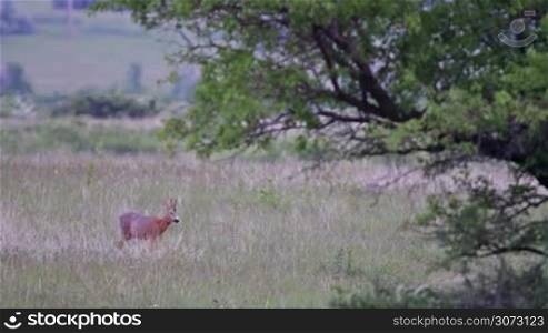 Young roe buck int the meadow on the dusk light