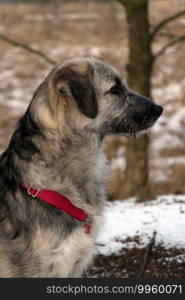 Young Romanian crossbreed dog - Ciobanesc Romanesc Carpatin crossbreed