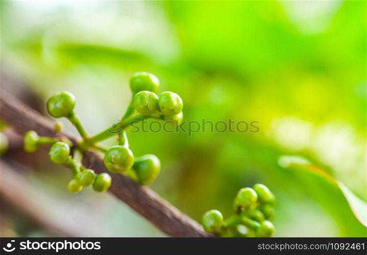 Young rose apple fruit or flower bud of rose apple on tree nature green background