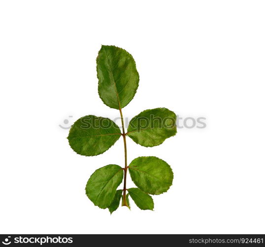 young rose branch with green leaves on a white background, close up