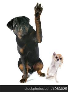 young rottweiler and chihuahua in front of white background