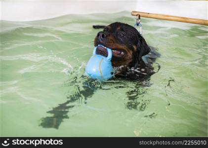 young rottweiler and re-education for hydrotherapy in swimming pool