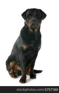 young rottweiler in front of white background