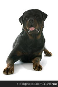 young rottweiler in front of white background