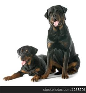 young rottweiler in front of white background