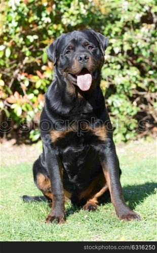 young rottweiler, seven months old in a garden