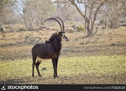 Young sable bull with large antlers on the savnnah in Sounth Africa under the sun