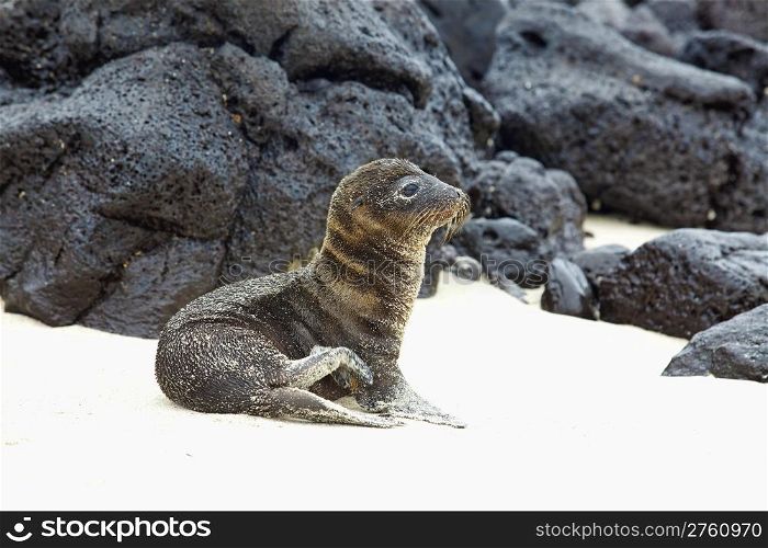 Young Sea Lion sitting in the sand, Santa Fe, Galapagos