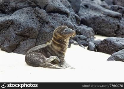 Young Sea Lion sitting in the sand, Santa Fe, Galapagos