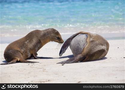 Young Sea Lion wants to play with his sleeping mommy, Santa Fe, Galapagos