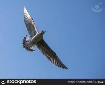 young seagull flying with blue background. young seagull bird in flight