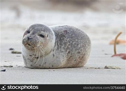 Young seal at the beach