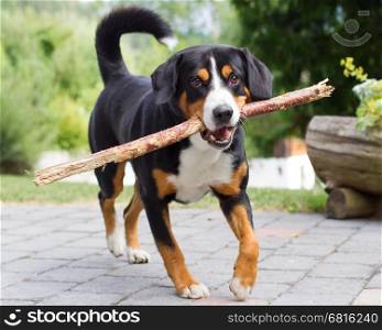 Young Sennenhund, playing with long branch, playfull look in eyes